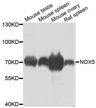NOX5 Antibody