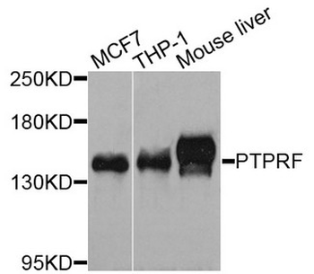 PTPRF Antibody