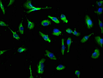 CLEC4E/MINCLE Antibody