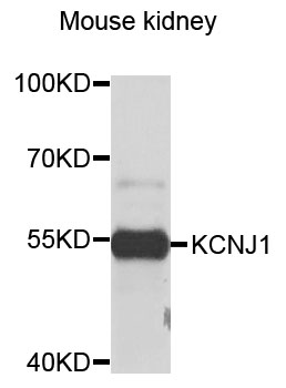 KCNJ1/ROMK Antibody