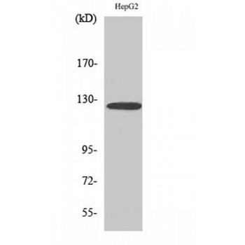 FBLN2/Fibulin 2 Antibody