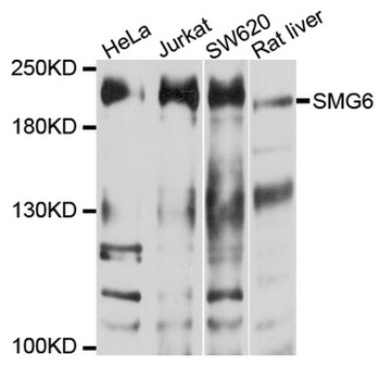 SMG6 Antibody