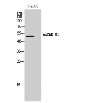 CHRM1/M1 Antibody