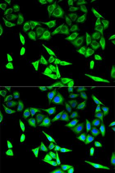 HADHA Antibody