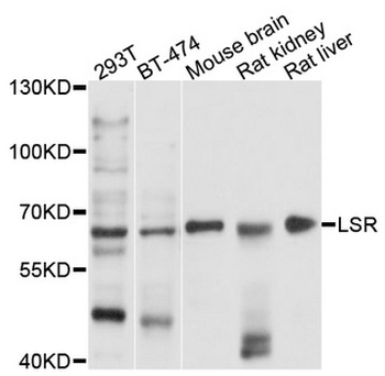 LSR/LISCH7 Antibody
