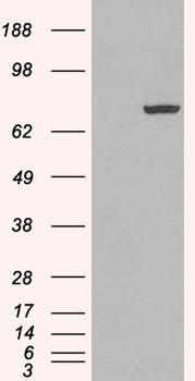 PADI4/PAD4 Antibody