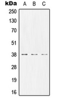 CEACAM8/CD66b Antibody