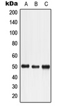 LTBR Antibody