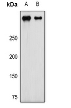 CSPG4/NG2 Antibody