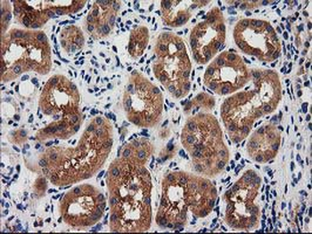 SNX8 Antibody