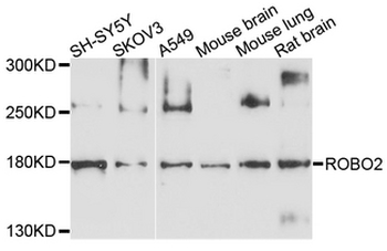 ROBO2 Antibody