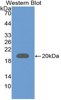 FXN/Frataxin Antibody