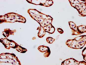 FBP/FOLR2 Antibody