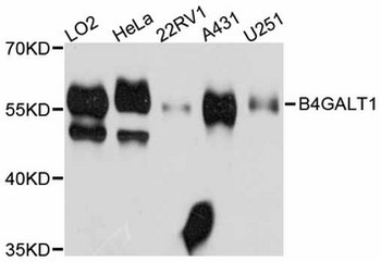 B4GALT1 Antibody
