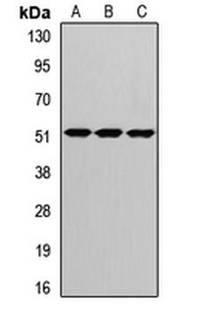 CRBN/Cereblon Antibody