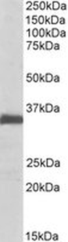 EFNB2/Ephrin B2 Antibody