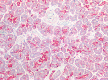 DEFB1/BD-1 Antibody