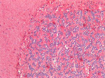 S100A1/S100-A1 Antibody