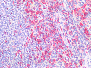 AIF1/IBA1 Antibody