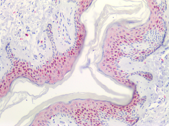 PTGS1/COX-1 Antibody