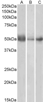 IDO1/IDO Antibody