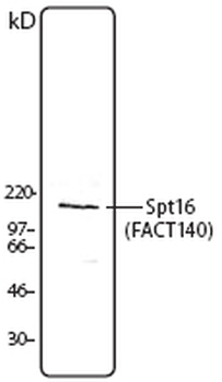SUPT16H/FACTP140 Antibody