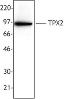 TPX2 Antibody