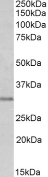 MSX1 Antibody