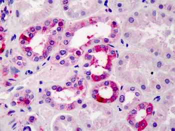 TFEC Antibody