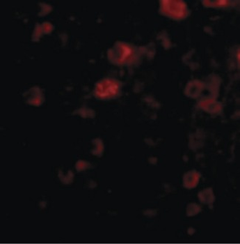 VGF Antibody
