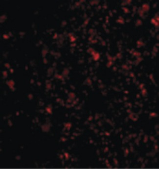 IL-33 Antibody