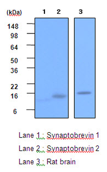 VAMP2/VAMP-2 Antibody