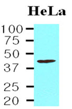 TDP-43/TARDBP Antibody