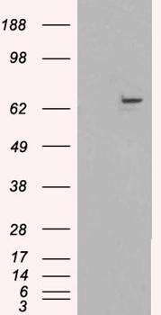 FANCG Antibody