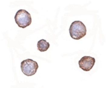 XBP1 Antibody
