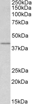 WNT3 Antibody