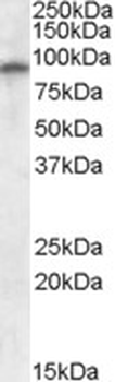 GRIA4/GLUR4 Antibody