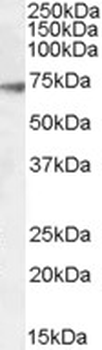 GABRA4 Antibody