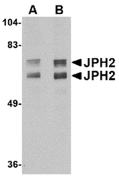 Junctophilin 2/JPH2 Antibody