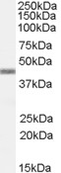 APOBEC3G/CEM15 Antibody