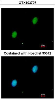 HIF2A/EPAS1 Antibody