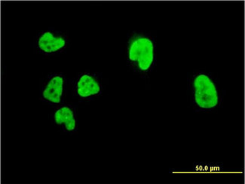 CBFA1/RUNX2 Antibody