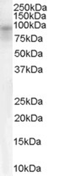 Dipeptidylpeptidase 10/DPP10 Antibody