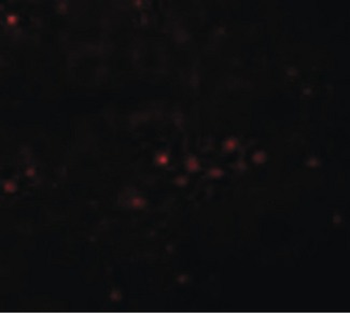 EFHD1 Antibody