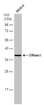 DNASE1/DNase I Antibody