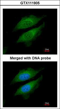Dipeptidylpeptidase 8/DPP8 Antibody