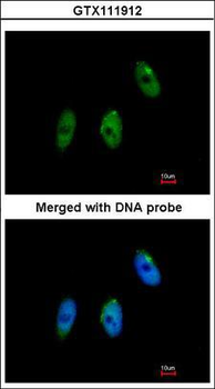 ELP3 Antibody