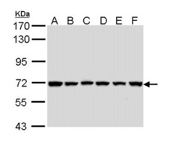BIRC3/cIAP2 Antibody