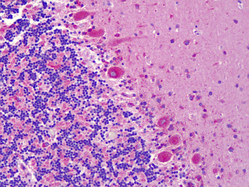 EPHA6/EPH Receptor A6 Antibody