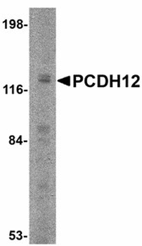PCDH12/VE-Cadherin-2 Antibody